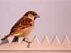 animal ecards sparrow