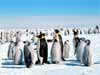 wildlife animal ecards, Emperor Penguins 
