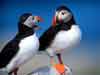 animal ecards puffins