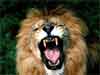 wildlife animal cards, roaring African Lion