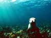 animal ecards sealion posing underwater