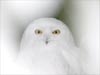 animal ecards snow owl close up
