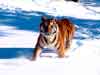 animal e-cards Tiger in the snow 