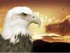 animal e-cards majestic Eagle