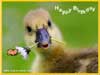 Birthday e-cards animation the duck