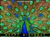 Birthday e-card peacock