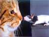 Cats Cards Cat Confrontation e-cards