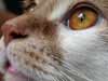 Cats e-cards a beautiful cat closeup