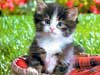 Theme: Cats cards  e-card: cute kitten