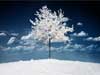 3D Christmas Cards with Realistic snowfall, a lonely Christmas Tree in the snow