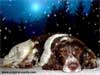 3D Christmas Cards, daisy dog, Snow Applet E-cards