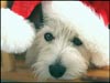 Christmas Cards dog with Santas Hat