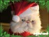 Christmas eCards Santa Cat