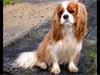 E-Cards with dogs, cavalier puppy e-cards
