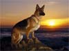 E-Cards with dogs, a German shepherd dog