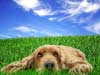 E-Cards with dogs, a lazy dog in the grass