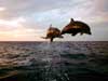 Dolphin cards, two Dolphins in Full Flight