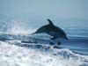 cards dolphins, dolphin jumps through the waves