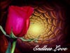 Flowers greeting ecards endless love rose