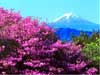 Flowers greeting e-cards wild flowers on the Fuji mountain