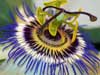 Flower E-cards beautiful Passion Flower