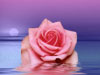 Flower cards greeting cards pink rose and water