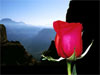 Free online flower cards silent Rose