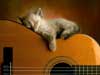 Funny E-Cards animals, cat takes a nap on a guitar, humor ecards