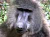 E-card with photos of monkeys baboon e-card