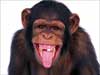 chimp tongue