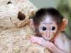 Monkey E-cards, shy baby Monkey