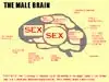 Adult E-cards ecards Brain