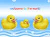 New baby born, baby cards, the three ducks in a flash animation card