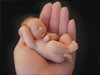 Newborn baby cards, a small baby in the hand