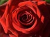 Valentine Video, a beautiful red valentine rose