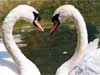 Swanshapes, the Valentine Heart
